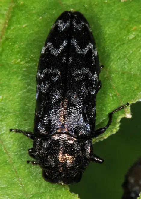 Buprestidae (Leach 1815) Buprestidae (Leach 1815)
