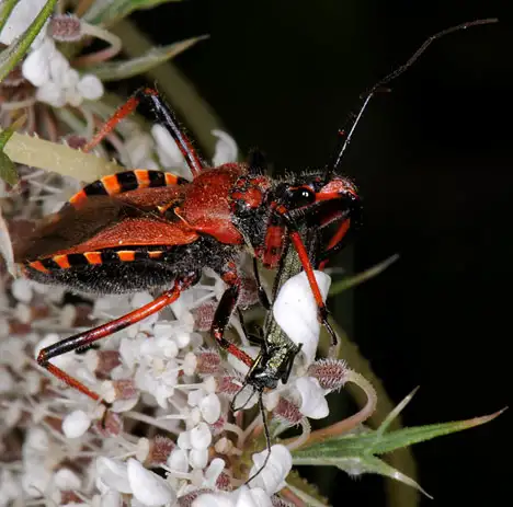 Reduviidae (Latreille 1807)