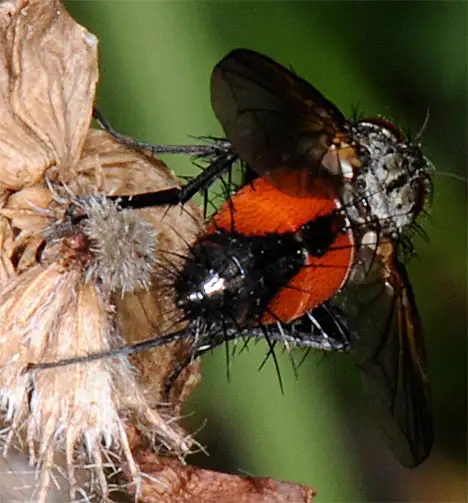 Tachinidae (Robineau-Desvoidy 1830)