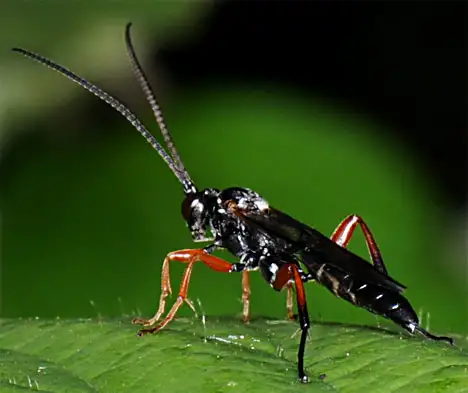 Red legged Pimpla instigator