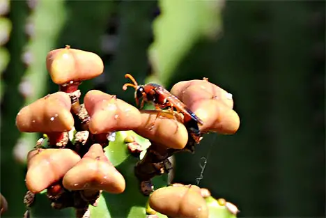 Red Vespinae on cactus (Lanzarote)
