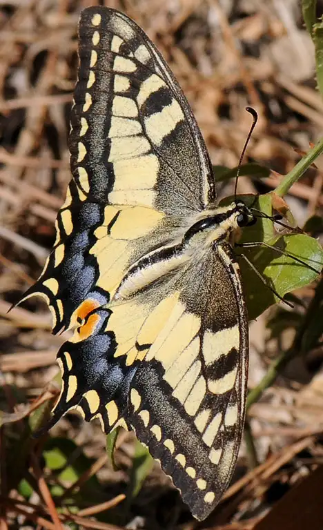 Papilionidae (Latreille 1802)