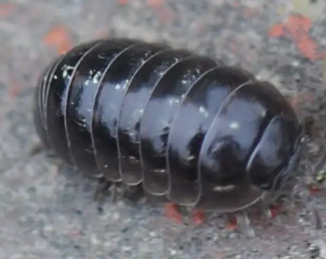 Isopoda (Latreille 1817)