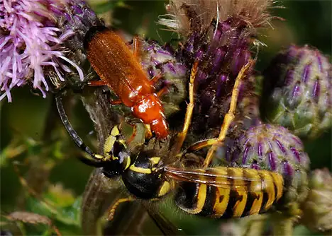 Cantharidae (Imhoff 1856)