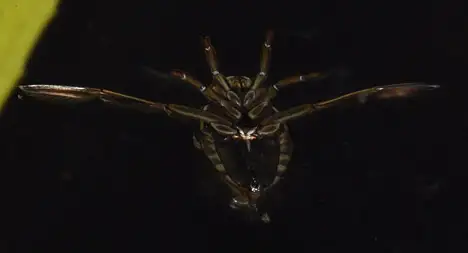 Notonectidae (Latreille 1802) Notonectidae (Latreille 1802)