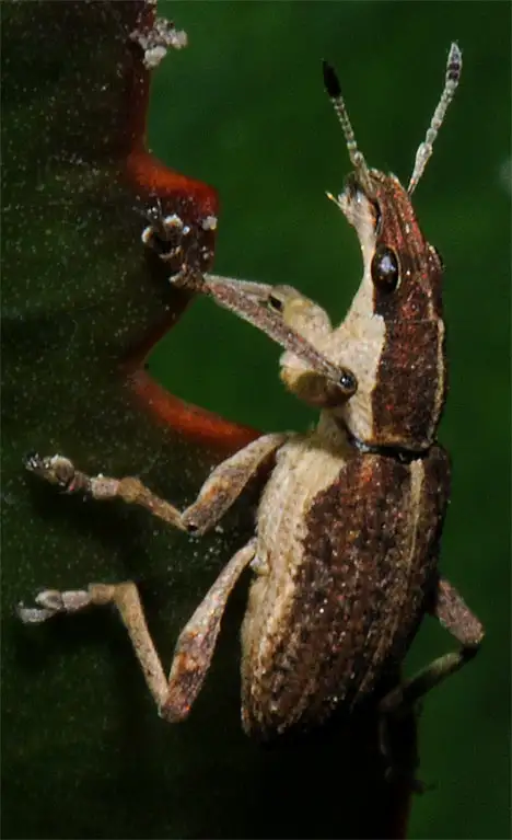 Curculionidae (Latreille 1802) Curculionidae (Latreille 1802)
