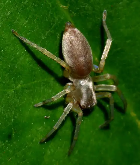 Clubionidae (Wagner 1887) Clubionidae (Wagner 1887)