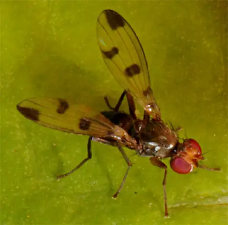 Opomyzidae (Fallen 1820) Opomyzidae (Fallen 1820)