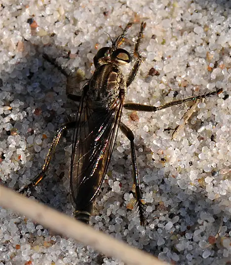 Asilidae (Latreille 1802)