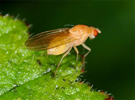 Diptera - Sapromyza yellow