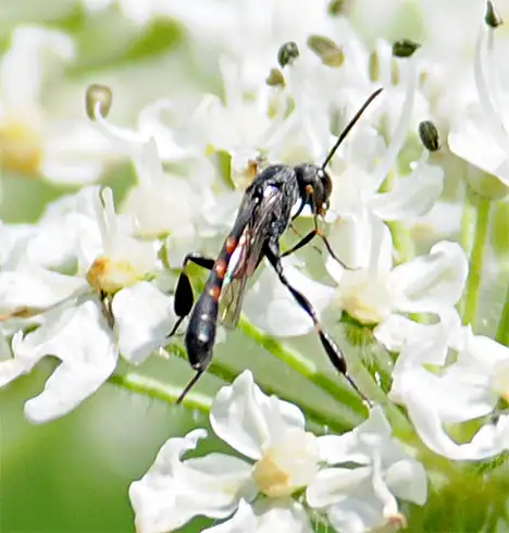 Gasteruptiidae (Ashmead 1900) Gasteruptiidae (Ashmead 1900)