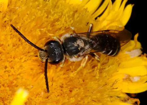 Halictidae (Thomson 1869) Halictidae (Thomson 1869)