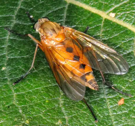 Rhagionidae (Latreille 1802) Rhagionidae (Latreille 1802)