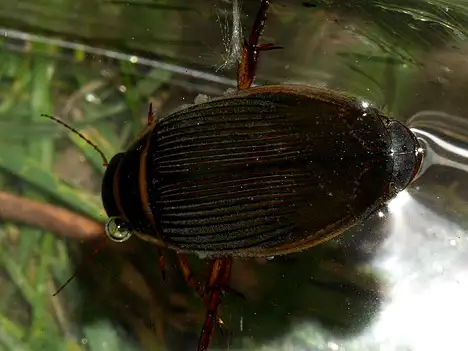 Dytiscidae (Leach 1815)