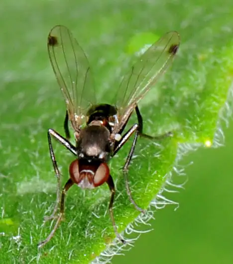 Sepsidae (Walker 1833) Sepsidae (Walker 1833)