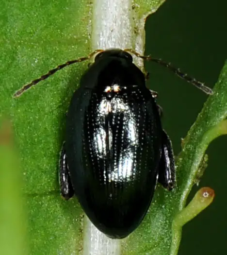 Scirtes tibialis