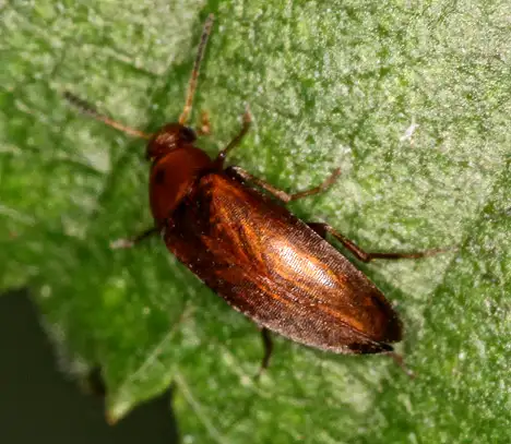 Scraptiidae (Mulsant 1856)