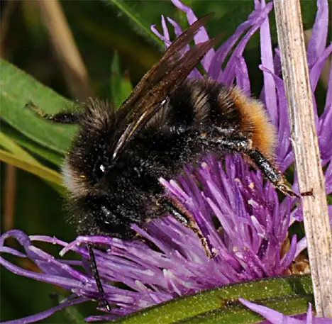 Shrill Carder-bee side view