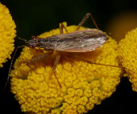 Nabidae (Costa 1852) Nabidae (Costa 1852)