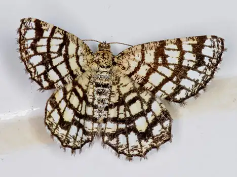 Geometridae (Leach 1815) Geometridae (Leach 1815)