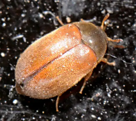 Dermestidae (Hope 1840) Dermestidae (Hope 1840)