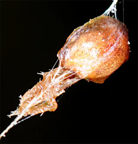 Spider caught in a net