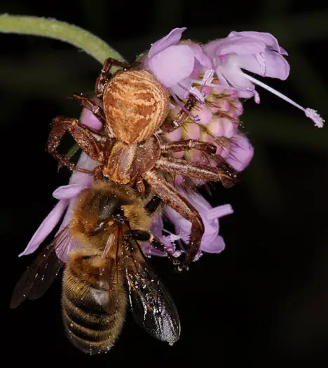 Spider with a bee