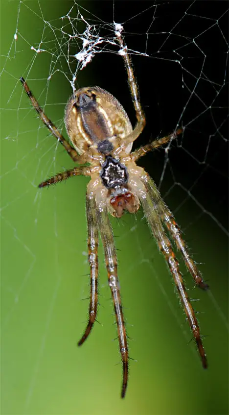 Arachnida (Lamarck 1801)
