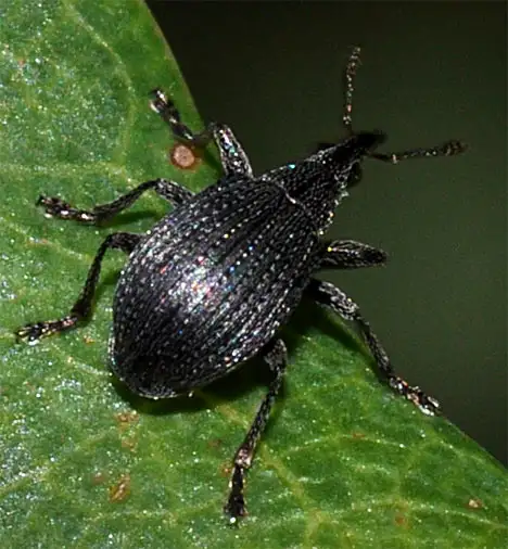 Apioninae (Schoenherr 1823) Apioninae (Schoenherr 1823)