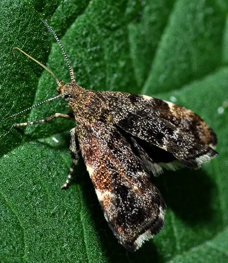 Choreutidae (Stainton 1854) Choreutidae (Stainton 1854)