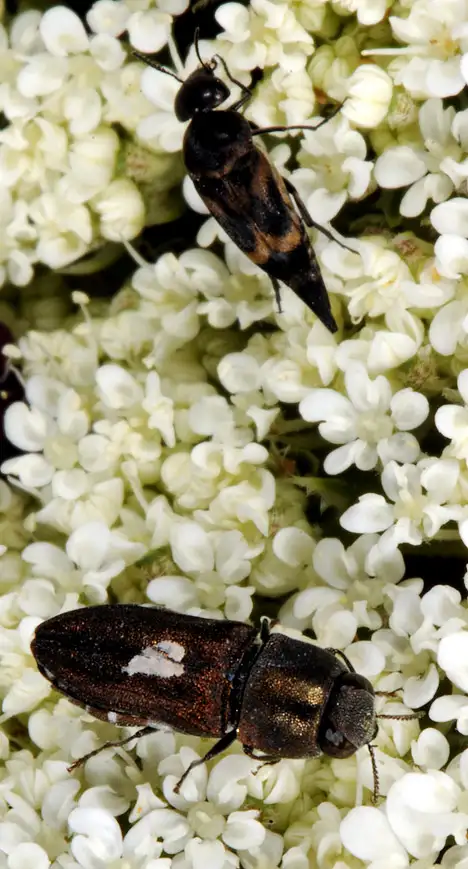 Mordellidae (Latreille 1802)