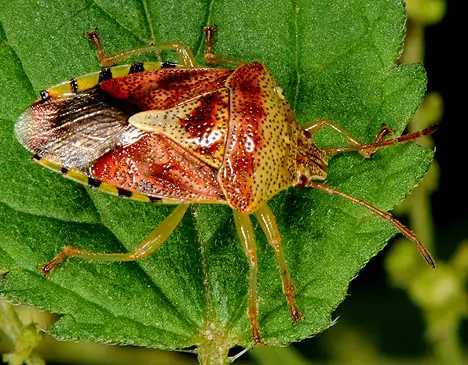 Acanthosomatidae (Signoret 1864)