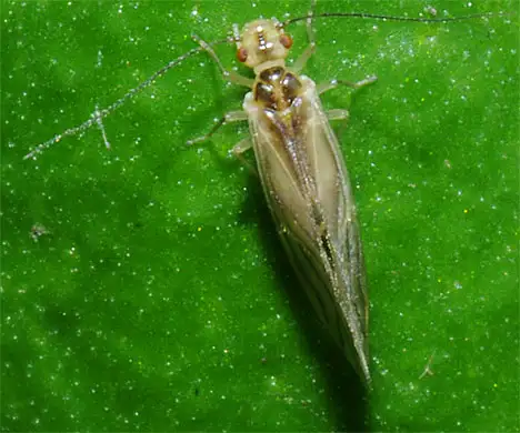 Psocodea (Yoshizawa & Johnson 2006)