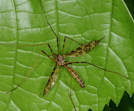 Limoniidae (Speiser 1909) Limoniidae (Speiser 1909)