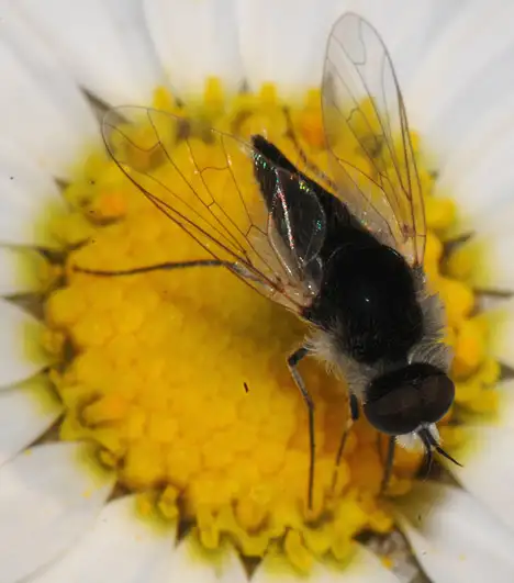 Therevidae (Newman 1834) Therevidae (Newman 1834)