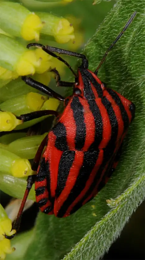 Striped stink bug -  black and red striped bug
