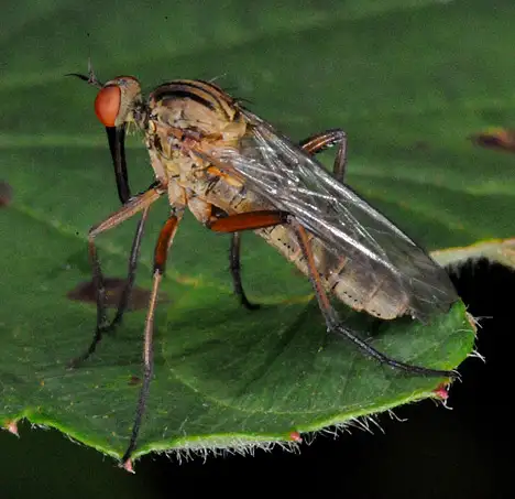 Empididae (Latreille 1809)