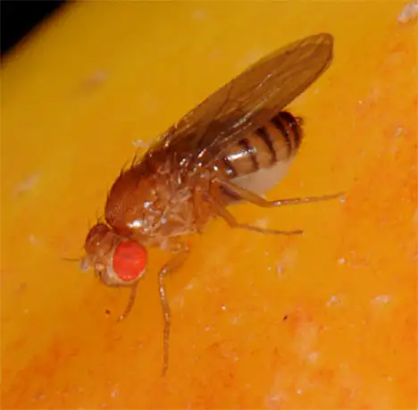 Drosophilidae (Rondani 1856) Drosophilidae (Rondani 1856)