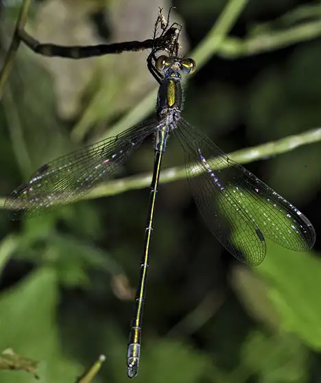 Lestidae (Calvert 1901)