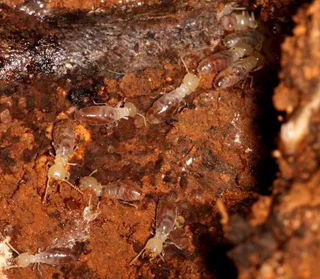 Termites, White Ants - Termitoidae