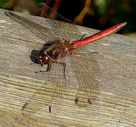 True dragonfly - Ruddy Darter