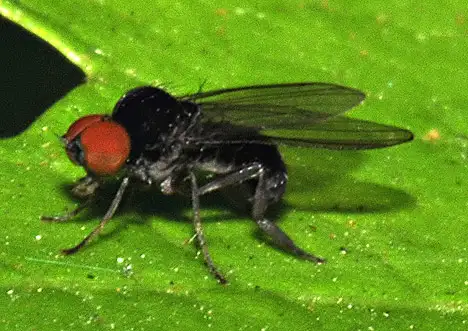 Platypezidae (Fallen 1815)