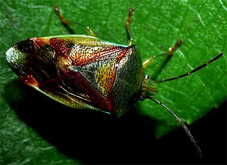 Typical Bug - Heteroptera - Elasmostethus interstinctus