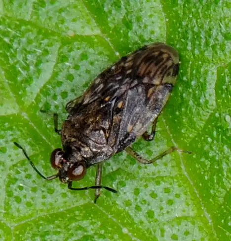 Saldidae (Amyot and Serville 1843)