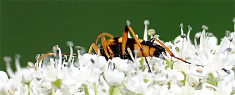 Cerambycidae (Latreille 1802)