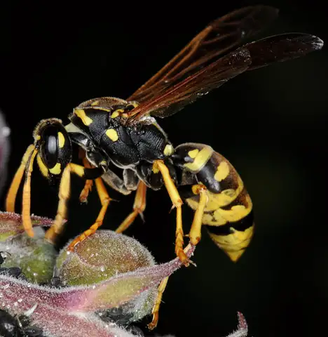 Wasps (Vespinae)