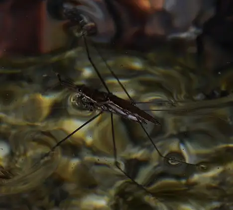 Gerridae (Leach 1815) Gerridae (Leach 1815)