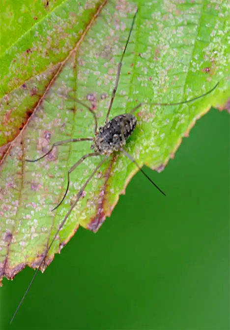 Opiliones (Sundevall 1833) Opiliones (Sundevall 1833)
