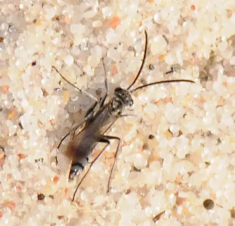 Pompilidae (Latreille 1805)