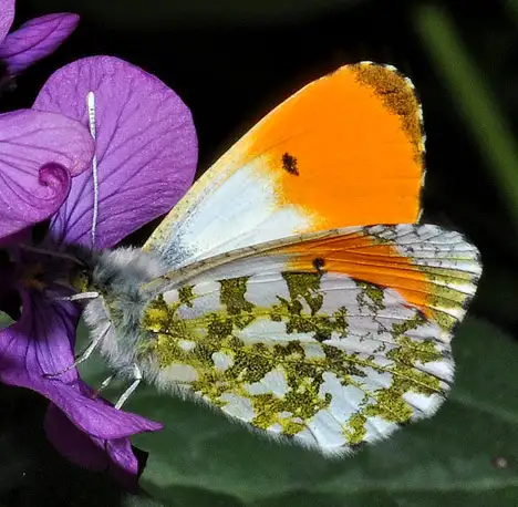 Pieridae (Duponchel 1835) Pieridae (Duponchel 1835)
